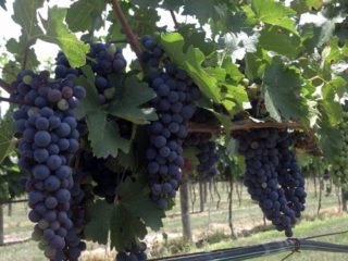 queso y vino foto 03